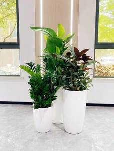 专业打造前湾绿化修剪,守护城市的绿色风景线